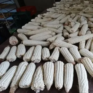 Maíz blanco H 2 de alta calidad, maíz híbrido de origen indio a la venta con baja tasa con buen embalaje, exportación desde India - Product Image 2