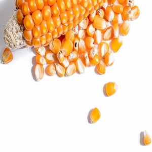 Organic <strong>Popcorn</strong> <strong>Maize</strong> | Non-GMO <strong>Popcorn</strong> <strong>Kernels</strong> - Product Image 3