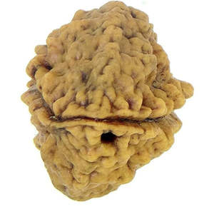Perles en bois de Rudraksha d'Inde 2 Mukhi, 100 % originales et certifiées, à deux faces - Product Image 3