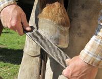 Outil de maréchal-ferrant américain pour le soin des sabots de cheval, lime à sabots double face avec tête incurvée, outil essentiel pour le soin des chevaux
