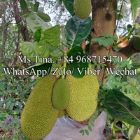 Indonesische Rode Jackfruit Van Vietnam/Iqf Frozen Proces Hoge Kwaliteit 100% Bevroren Fruit