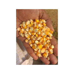 Yellow maize kernels packaged for efficient storage and shipping - Product Image 6