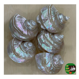 Concha sin pulir de alta calidad, concha pulida, exportador de concha turbo para artesanías, acuarios y diseño de interiores - Product Image 1