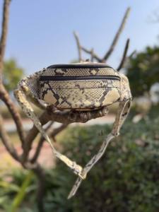 Ceinture de poche en cuir véritable imprimé serpent, tendance, sac à main de voyage, python, facile à transporter, ceinture à argent, utilisations multiples, vente la plus chaude - Product Image 4