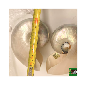 Buena calidad Venta caliente Nautilus Sea Shells con/sin pulido Natural Abalone Sea Shell para la decoración del hogar - Product Image 3