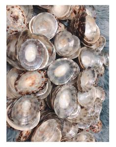 ¡Venta caliente 2024! Lapa natural seca Shell Lapa limpia en seco Colección de conchas marinas al por mayor Precio competitivo - Product Image 2