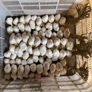 Ail frais de nouvelle récolte, ail blanc normal à bon prix - Product Image 4