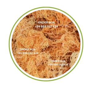 100% Wildcrafted et pur du Vietnam de haute qualité et prêt pour la vente en gros! - Product Image 3