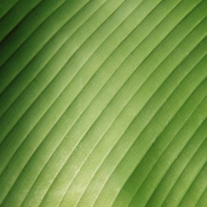 โซลูชันการบรรจุอาหารแช่แข็งเป็นมิตรกับสิ่งแวดล้อมผลิตภัณฑ์ทางการเกษตรสำหรับห่อใบตองผลิตภัณฑ์ทางการเกษตรจากเวียดนาม - Product Image 2