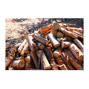 Debarked Eucalyptus Wood Round <b>Logs</b> - Pulpwood, Biomass, and Energy Production - Product Image 1