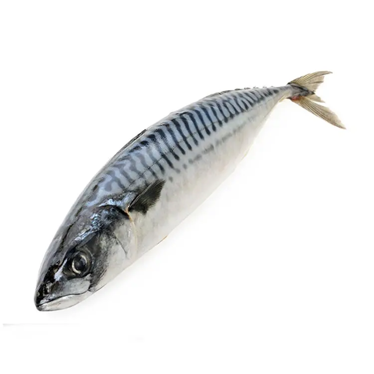 Mackerel de chupeta frozen, de alta qualidade para venda