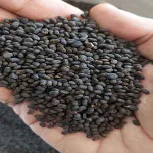 Semillas de Psoralea Corylifolia Babchi disponibles a granel para procesamiento crudo y suministro de hierbas adecuadas para uso en productos ayurvédicos - Product Image 1