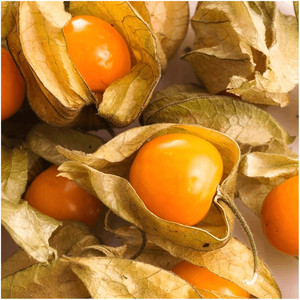 Graines de raisin brésiliennes Inca Berry, fruit ornemental comestible et médicinal, fournitures de jardinage - Product Image 6