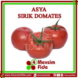 Semi di pomodoro indeterminati asiatici 1000 pezzi
