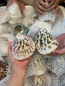 Seashell Premium Ocean Material Vietnam utilisé pour les projets d'artisanat d'emballage de décoration intérieure et les idées cadeaux - Product Image 3