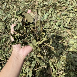 Poudre de feuilles de Celastrus hindsii séchées à vendre, poudre de feuilles de Celastrus hindsii noires séchées, boîte de 300 grammes, Vietnam - Product Image 4