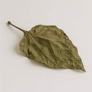 Hierba natural de hojas de taro secas al por mayor de Vietnam para cocinar y usar en la salud - Product Image 1