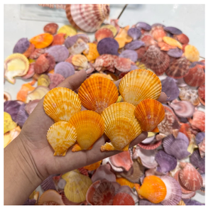 Conchas pequeñas decorativas de 2-3cm para bodas en la playa, tarros de velas y baratijas de decoración hecha a mano de Vietnam - Product Image 3