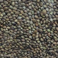 Vente en gros de graines de chanvre en vrac avec exportation de graines de chanvre - Product Image 2