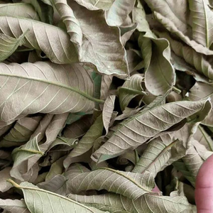 DRIED CLEISTOCALYX OPERCULATUS LEAVES FOR HERBAL <b>PRODUCTS</b> AND BEVERAGES - Product Image 5