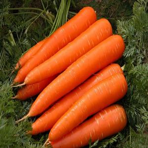 High Quality Organic <b>Fresh</b> <b>Carrots</b> Carefully Grown for Your Health - Product Image 1