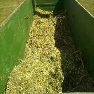 Sacs d'ensilage de maïs d'excellente qualité pour l'exportation en vrac/ensilage épis de maïs pour la vente en gros - Product Image 3