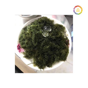 Uvas de mar verde Origen de Vietnam Umibudo natural limpio con textura crujiente y sabor fresco del océano para la exportación - Product Image 3