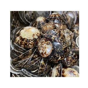 ขายส่งเปลือกหอยที่มีคุณภาพสูงและผู้ขายที่ดีที่สุดราคาที่แข่งขันได้จากเวียดนาม - Product Image 1