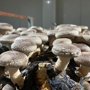 Hongo Shiitake Seco Orgánico de Alta Calidad de Vietnam, Mejor Precio, Empaque a Granel, Proceso de Secado al Aire, Directamente de DC - Product Image 2