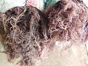 สาหร่ายทะเลมอสแห้งจากเวียดนาม Eucheuma cottonii สาหร่ายสีทองไอริช - Product Image 4