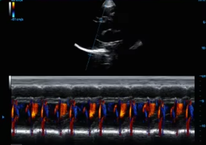 동물 임신 휴대용 초음파 스캐너 고급 컬러 도플러 초음파 기기 애완동물 클리닉용 - Product Image 6