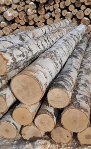 Silver Birch Logs for Export Worldwide Yellow Birch Logs for Slats Birch Logs for Residential Furniture - Product Image 5