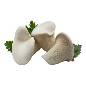 Compra setas orgánicas frescas de primera calidad en stock, entrega rápida, precio bajo, mejor precio, venta al por mayor - Product Image 3