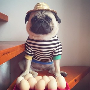 หมวกฟางขนาดเล็กทำจากหญ้าทะเลสำหรับสัตว์เลี้ยง,หมวกใบปาล์มทำด้วยมือเป็นมิตรกับสิ่งแวดล้อม - Product Image 6