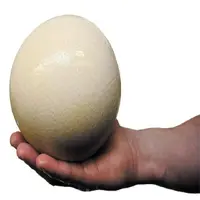 100% Kwaliteit Vruchtbare Struisvogel Eieren