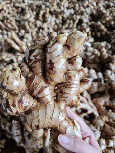 Strong flavor fresh ginger in <b>mesh</b> <b>bag</b> or carton packing suitable for export food production and fresh vegetable distribution - Product Image 3