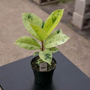 Ficus Elastica Shivereana Plante Naturelle Huertos Équateur Guayaquil Durée de Conservation de 3 Ans - Product Image 1