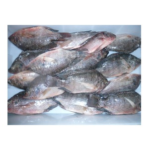 Suministro de tilapia congelada de 500-800 gr, tilapia negra - Product Image 1