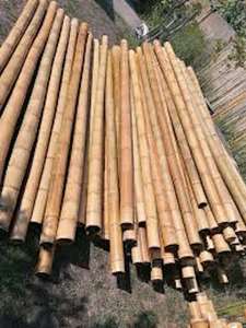 Pôles en bambou naturels personnalisés avec des taxes réduites pour les branches de construction, longueur de 10 à 500 m, origine autrichienne - Product Image 5