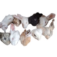 Crânes de lapin naturels Nefertiti, têtes d'animaux réelles, peau brute, forme naturelle, 10 cm, 100 g, décoration
