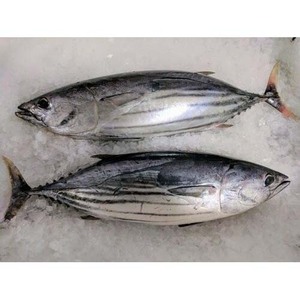 Filetes de atún congelados Ocean Fresh, deshuesados, envasados al vacío y listos para los mercados de exportación - Product Image 6