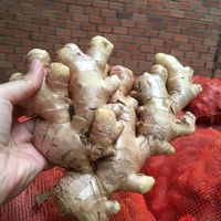 Gingembre frais à bas prix/Shoga/Saenggang-Légumes racines de gingembre frais naturels du Vietnam (WA: + 84362512699)