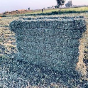 Balles de foin d'herbe de Rhodes Aliments pour animaux séchés du Pakistan Fourrage à haute teneur en fibres Balles doublement compressées enrichies en nutriments - Product Image 4