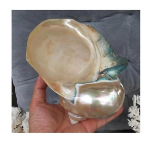 เปลือกหอยเทอร์โบตกแต่งแบบพรีเมี่ยมได้รับการคัดสรรเครื่องประดับทางทะเลสำหรับโรงแรมรีสอร์ทและการออกแบบตกแต่งภายใน - Product Image 1