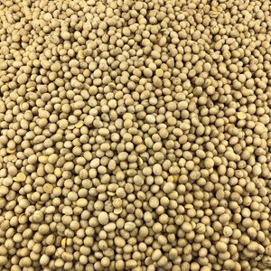 Compre semillas de soja amarilla orgánica para germinar sin OMG de alta calidad al mejor precio entrega rápida - Product Image 1