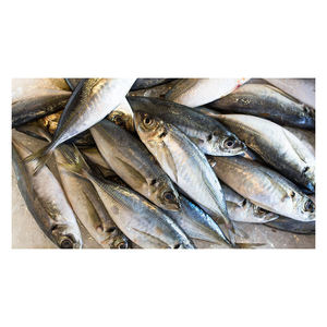 Camarones del Atlántico congelados de calidad de exportación, disponibles para suministro al por mayor y al por menor. - Product Image 6