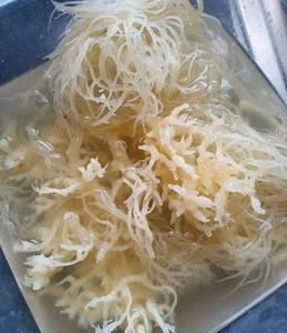 BEST SELLER - ALGUE LAVERT OR PREMIUM // MOUSSE DE MER SÉCHÉE DE QUALITÉ SUPÉRIEURE DU VIETNAM // Mme Beatrix - Product Image 6