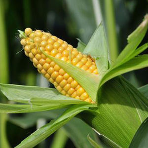 GRAINS DE MAÏS SUCRÉS CONGELÉS DE QUALITÉ SUPÉRIEURE-SAVEUR NATUREL ET DE HAUTE QUALITÉ-PRIX BAS!!! DOUCEUR NATURELLE - Product Image 2