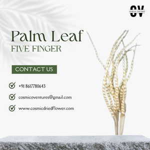 Feuille de palmier à cinq doigts de qualité supérieure pour la décoration de mariage, la fête des pères, Halloween, la maison, le bureau - Fleur séchée écologique pour l'intérieur/l'extérieur - Product Image 2