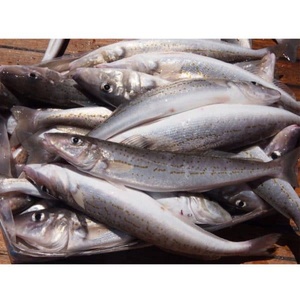 Caballa fresca entera de gran tamaño, pescado de mar para menús de restaurantes - Product Image 6